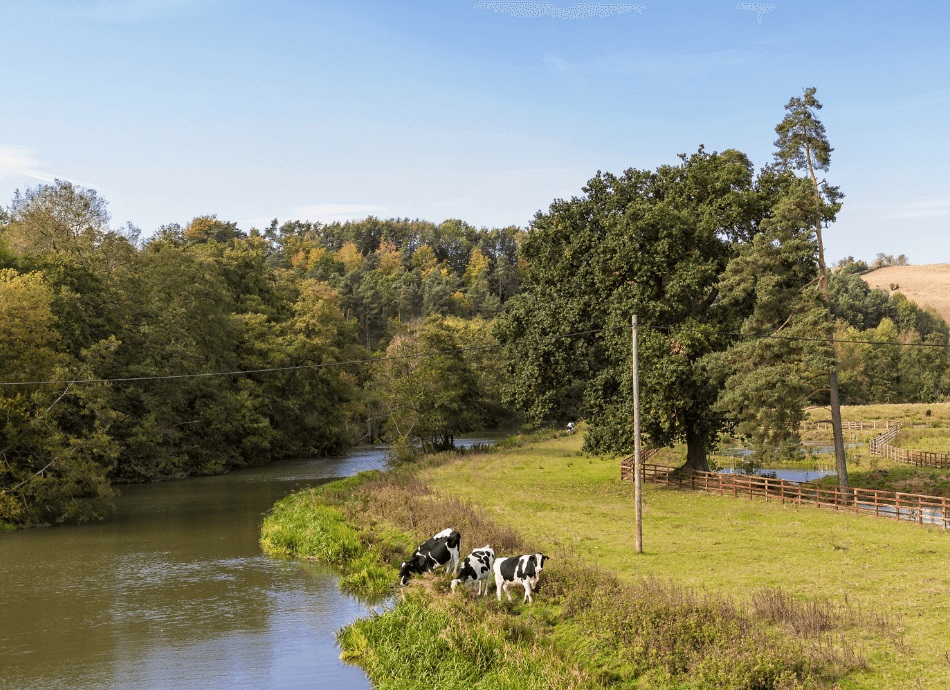Cattle grazing by river