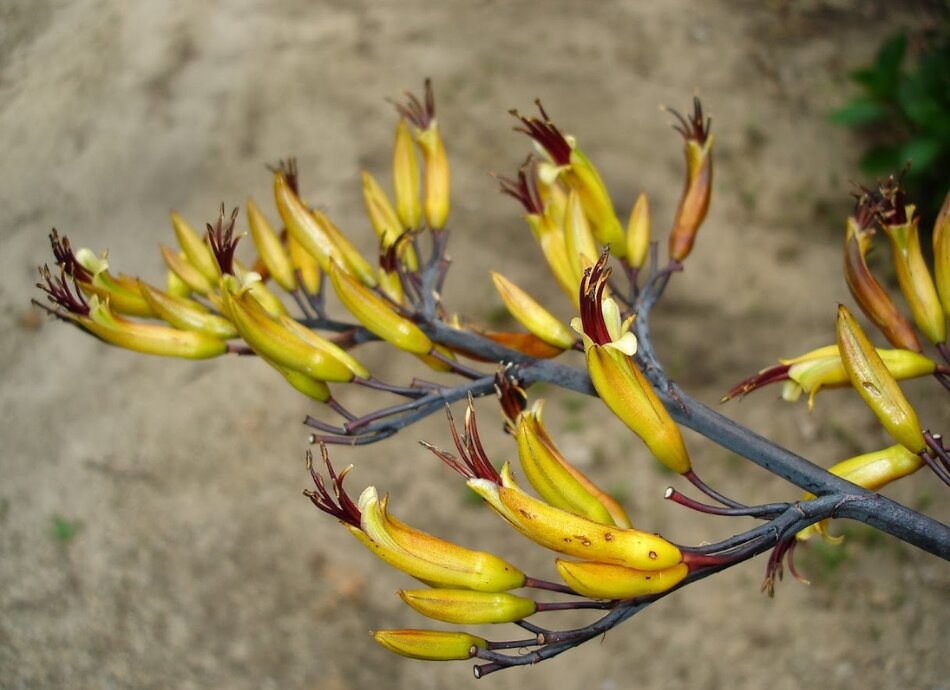 Harakeke flower New Zealand
