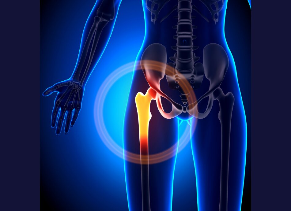 Hip anatomy 