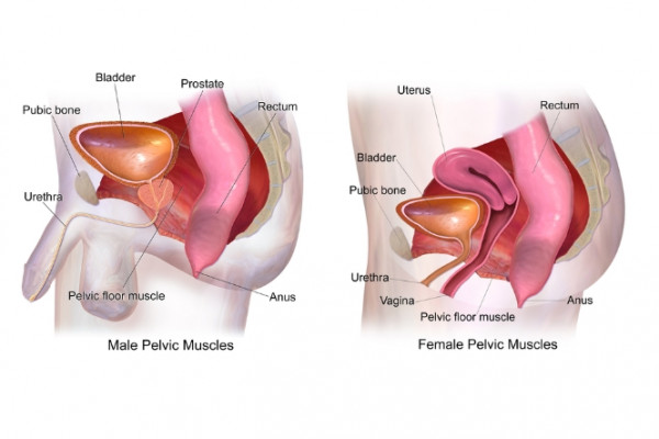 Images of male and female pelvic anatomy