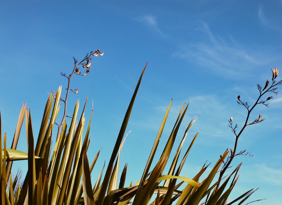 New Zealand flax harakeke Canva