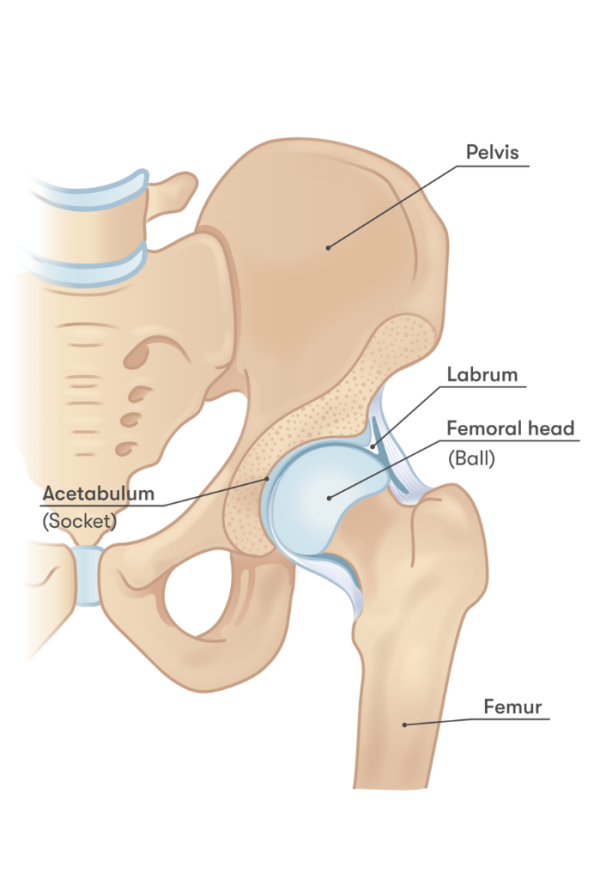 Hip anatomy with labels