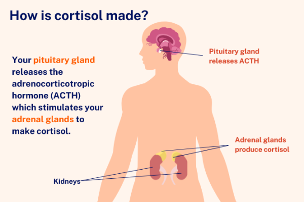 Infographic showing how cortisol is made
