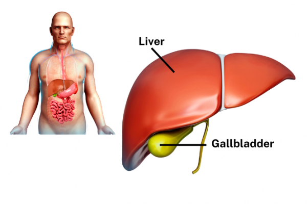 Liver up close and located within the body