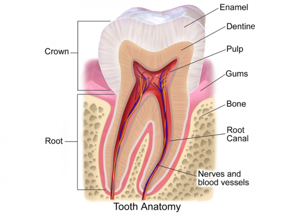 Image of tooth with labelled parts